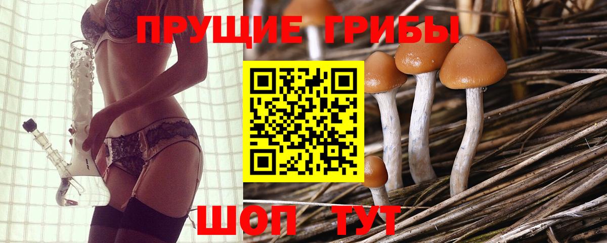 Псилоцибиновые грибы Psilocybe Усть-Илимск